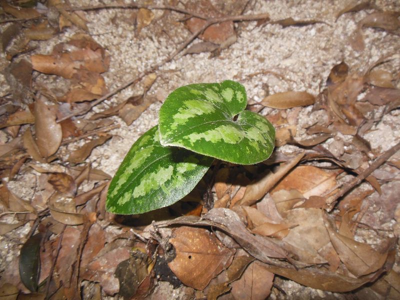 フロフキ 不老不死の薬草 観葉植物